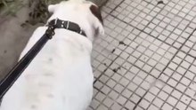 agozzino Alfredo problemi per la vista del suo cane