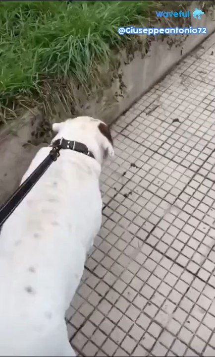 agozzino Alfredo problemi per la vista del suo cane