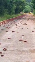 Red Crabs Cross Street