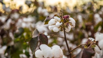 Proyectan miles de empleos afectados por arancel del 0% a importaciones de algodón