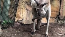 Kangaroo scratching only in Australia 🇦🇺