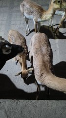 Mathura की Yamuna नदी के किनारे की शांति, हल्की-सी boating, उड़ती चिड़ियाँ और पास के ghat का सुकून—सब कुछ एक ही वीडियो में कैद।  साथ में Raman Reti की दिव्य Aarti और hiran की झलक इस सफर को और खास बना देती है।  #Mathura #YamunaRiver #YamunaGhat #Boating