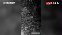 睽違31年阿里山石虎現蹤 回眸看向鏡頭「萌樣」拍到了