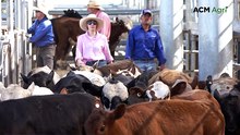 Record yarding at Dubbo saleyards