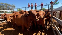 Maxwell's prime cows meet a prime market at weekly Blackall cattle sale