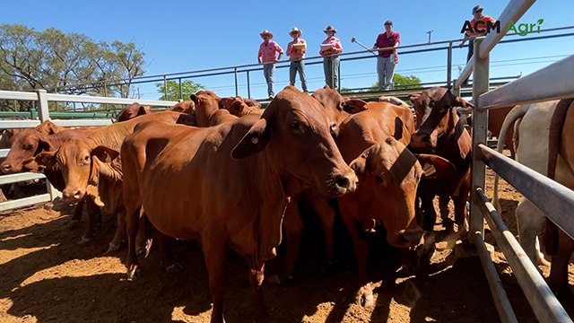 Maxwell's prime cows meet a prime market at weekly Blackall cattle sale