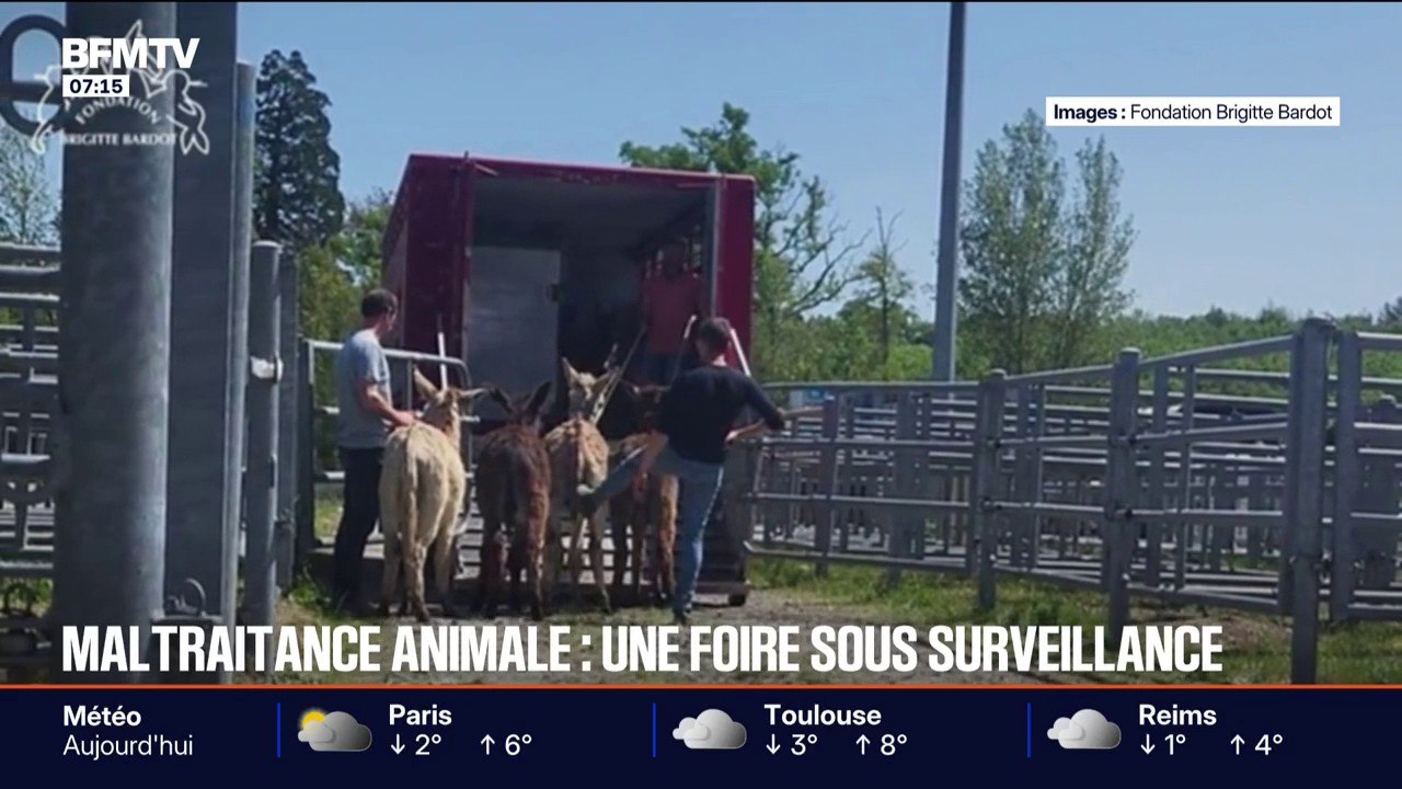 Maltraitance animale: à la foire chevaline de Maurs, "on constate (...) qu'il n'y a pas beaucoup d'évolution", dénonce Damien Wolff, de la Fondation Brigitte Bardot