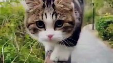 Lovely Cute cat ❣️😜 #shorts #babycat #cute #kitten #kitty #catvideos