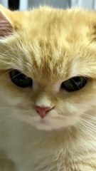 So Cute Cat 😻❣️ #cat #shorts #babycat #kitten #cutecat #catlover