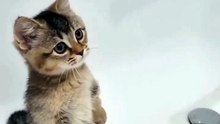 Cute Cat 😛😍😊 #shorts