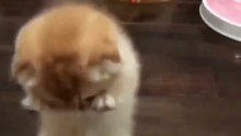 Funny Cat 😛😂😛 #shorts #cat #cute #funnycats #catvideos