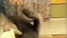 Cute Cat Funny Video 🙈😜🤣 #shorts #cat #babycat #kitten #kitty #catshorts
