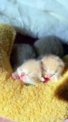 Baby Kittens Sleep 😍😛 #shorts #kitten #kitty #cute #cat #pets #catvideos