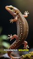 The Animal That Turns Its Body Into Poison When Th