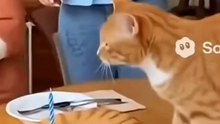 "The lightning-fast movement of a cat when a cake that looks like it is about to be cut."