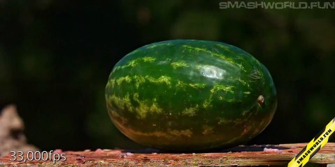 Shooting at a watermelon with a shotgun using large shot