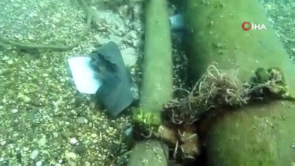 Sigara izmaritleri denizde pamuk tarlasına dönüştü