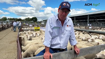 Naracoorte first cross ewe lambs leap to national record