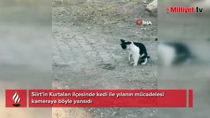 Fareyle oynar gibi yılanla oynadı, ağzıyla kapıp uzaklaştı!