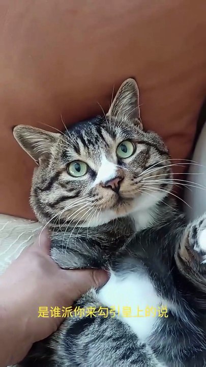 Funny Cats Movements For Cat lovers. Must Watch
