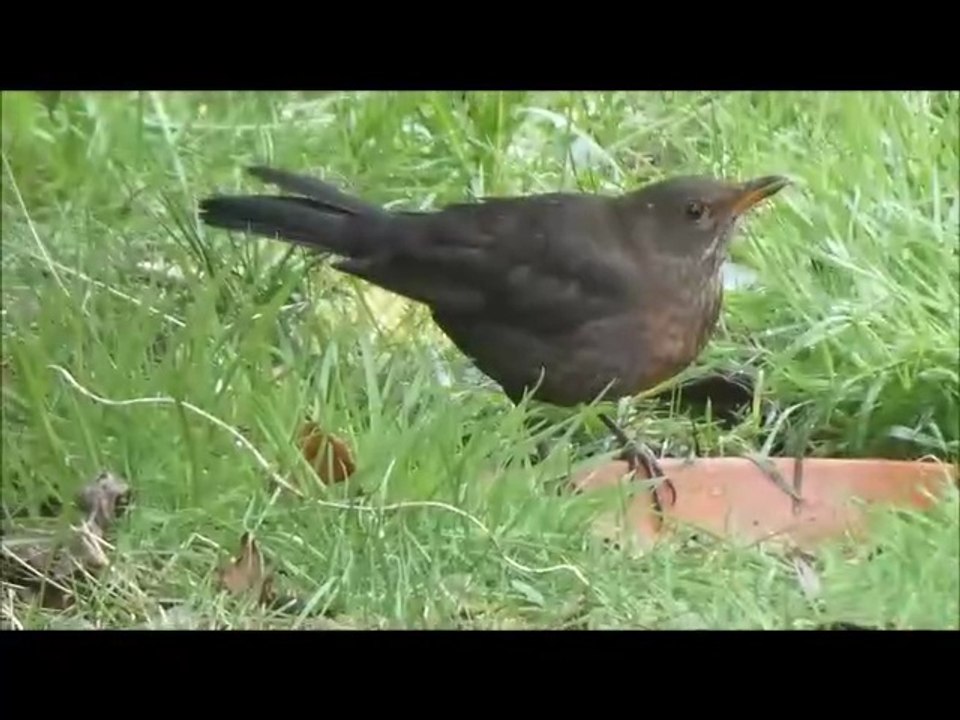 Oiseaux