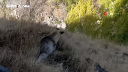 Kars'ta şaşırtan anlar: Kızıl tilkiyi görüntülemeyi başardı