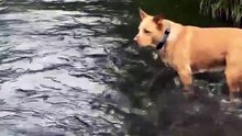 The dog can get the fish.