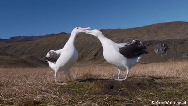 How South Africa Protects Seabirds from commercial fishery