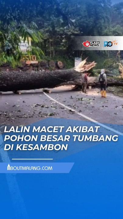 POHON BESAR TUMBANG DI JALAN PAIT KASEMBON BUAT LALU LINTAS MACET