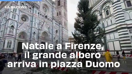 Natale a Firenze, il grande albero arriva in piazza Duomo
