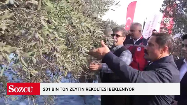 201 bin ton zeytin rekoltesi bekleniyor