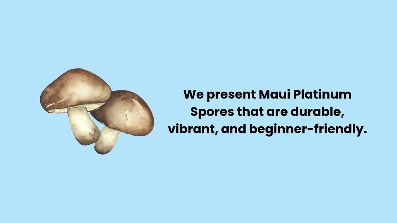 Maui Platinum Mushrooms | Buy Maui Platinum Spores | Quality Spores