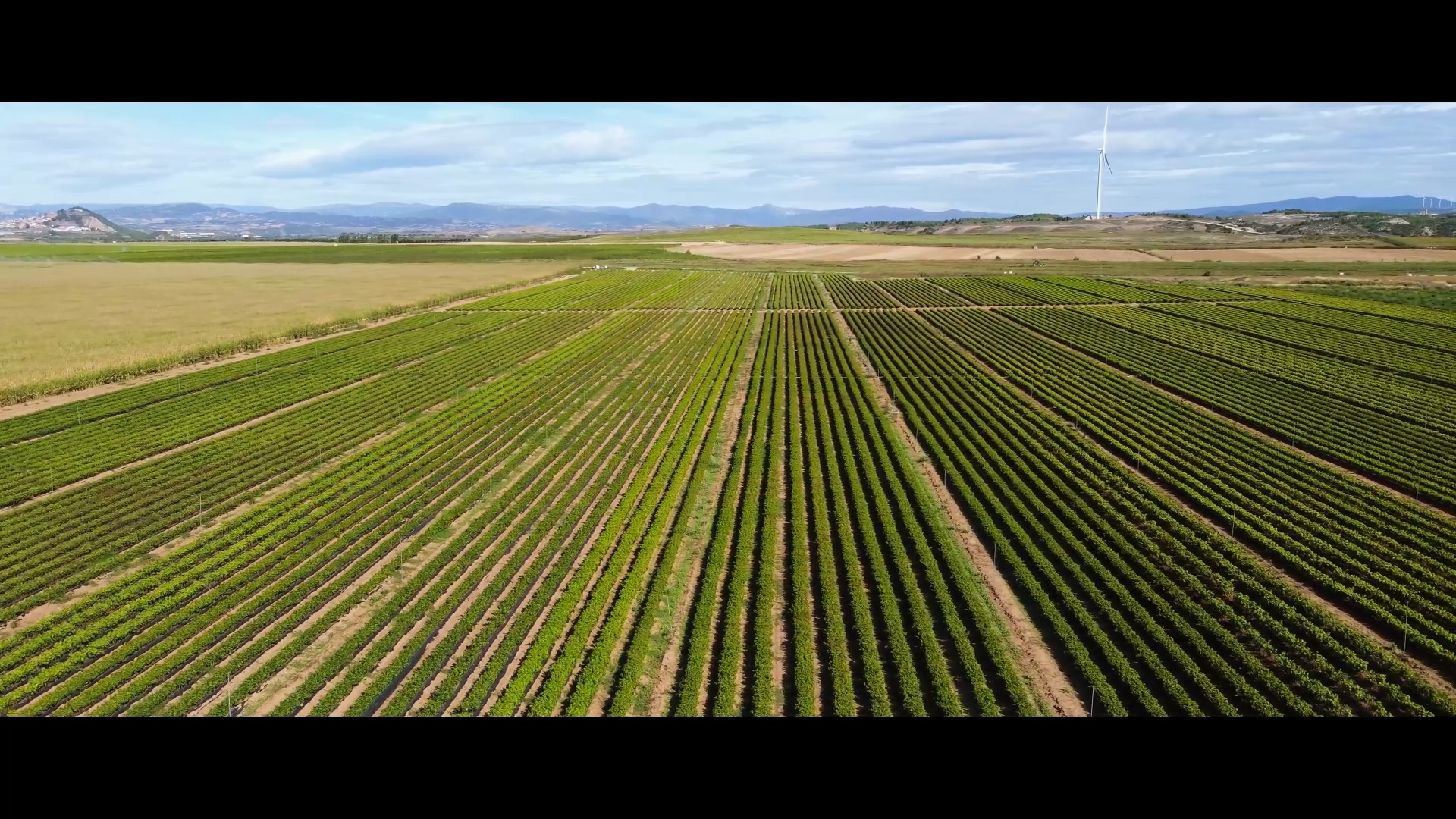 Capítulo 07: Rincones - El secreto del buen vino