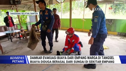 Buaya Sepanjang 2 Meter Masuk Empang Warga, Damkar Tangsel Lakukan Evakuasi | KOMPAS PETANG