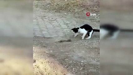 Fareyle oynar gibi yılanla oynadı, ağzıyla kapıp uzaklaştı