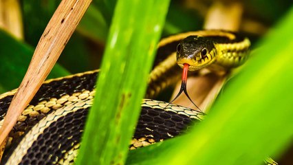 10 Gardening Tips For Keeping Snakes Out Of Your Garden