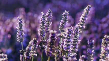 10 Must Have Plants For Keeping Deer And Rodents Away From Your Garden