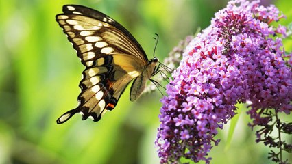 Stop Buying Butterfly Bushes – They’re Killing the Butterflies