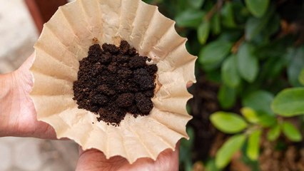 Is It Really Safe To Compost Coffee Filters?