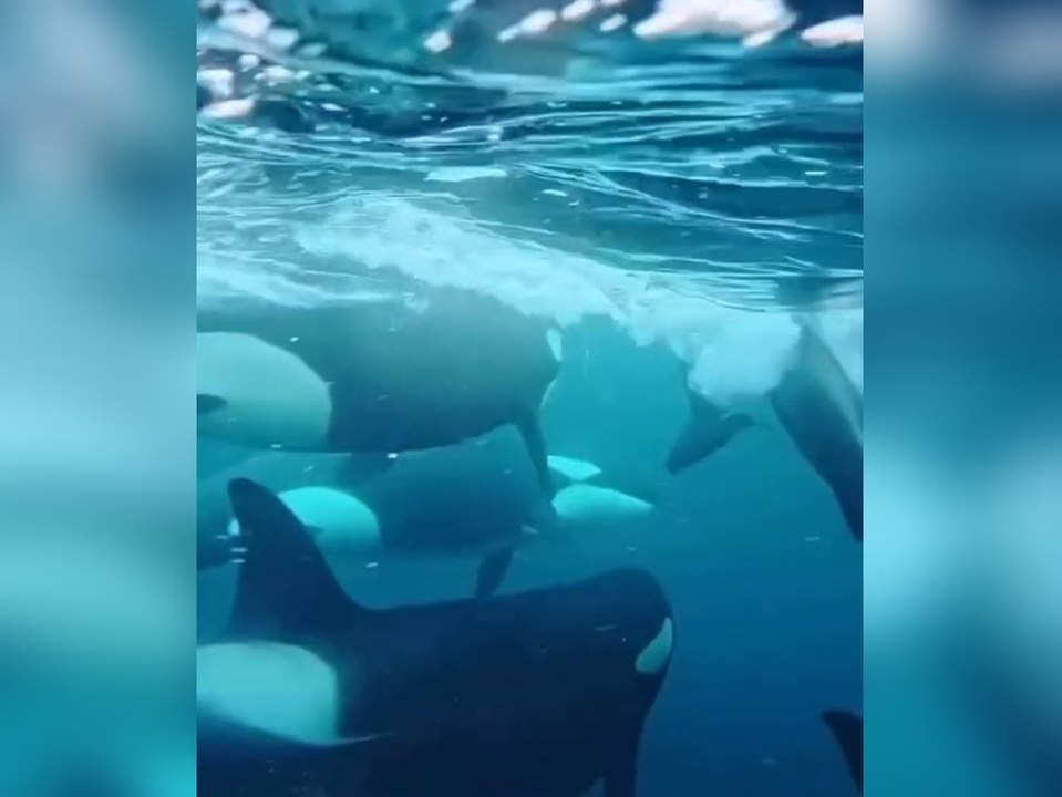 Forscher entdecken regloses Orca-Kalb - dann die Überraschung