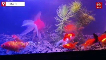 छतरपुर के छोरे ने ब्रीडिंग से तैयार की ऑर्नामेंटल फिश की 6 से 7 नई वैरायटी, कमा रहा लाखों