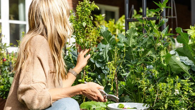 10 Gardening Mistakes To Avoid While Growing Green Beans