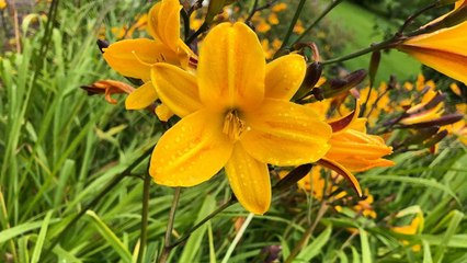 10 Companion Plants That Are Perfect To Grow With Daylilies