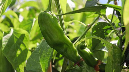 10 Gardening Mistakes Everyone Makes When Growing Anaheim Peppers