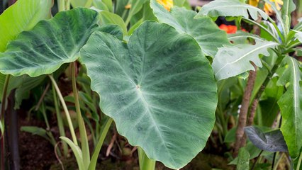 10 Plants That Don’t Mind Being Overwatered