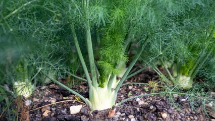 10 Herbs You Can Grow At Home That Help With Digestive Health