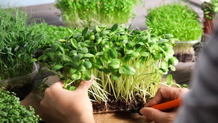 9 Gardening Tips For Growing Delicious Microgreens