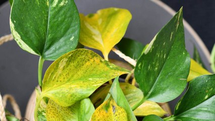 10 Reasons Why Your Pothos Leaves Are Turning Yellow