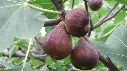 10 Gardening Tips For Growing Big Juicy Figs