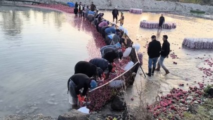 Çiftçi isyanda! Üretici kazanmıyor, aracı kazanıyor